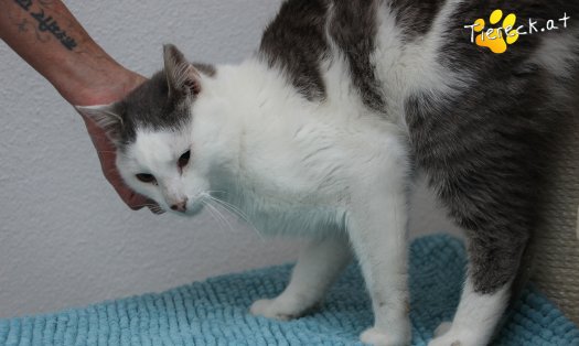 Katze Monty (Foto by Tiereck.at - Lavanttaler Tierhilfe)