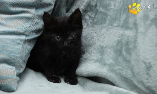 Katze Goldie (Foto by Tiereck.at - Lavanttaler Tierhilfe)