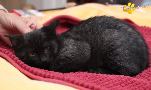 Katze Goldie (Foto by Tiereck.at - Lavanttaler Tierhilfe)