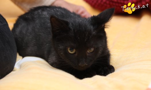 Katze Goldie (Foto by Tiereck.at - Lavanttaler Tierhilfe)