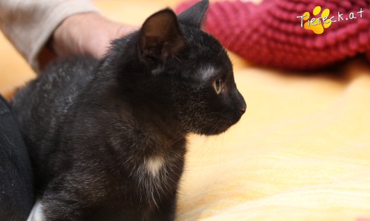 Katze Goldie (Foto by Tiereck.at - Lavanttaler Tierhilfe)