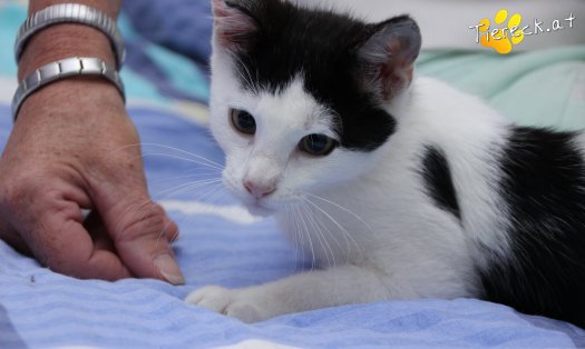Katze Daisy (Foto by Tiereck.at - Lavanttaler Tierhilfe)