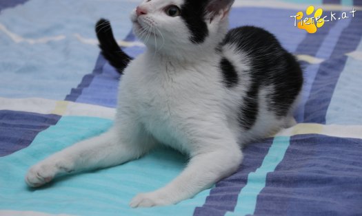 Katze Daisy (Foto by Tiereck.at - Lavanttaler Tierhilfe)