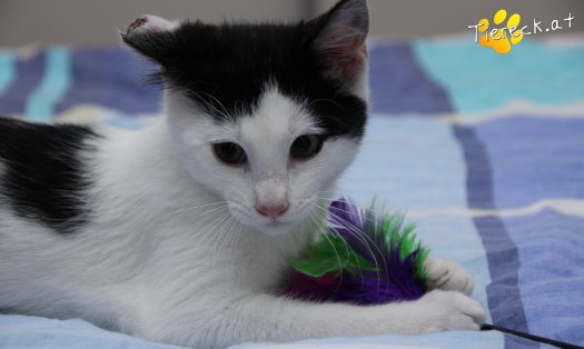 Katze Daisy (Foto by Tiereck.at - Lavanttaler Tierhilfe)