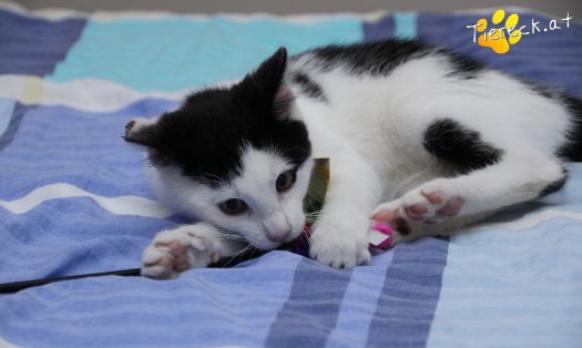 Katze Daisy (Foto by Tiereck.at - Lavanttaler Tierhilfe)