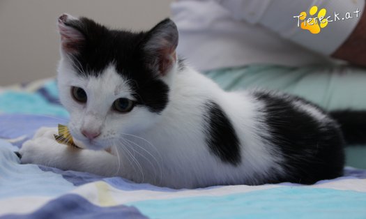 Katze Daisy (Foto by Tiereck.at - Lavanttaler Tierhilfe)