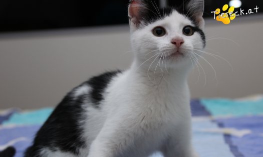 Katze Daisy (Foto by Tiereck.at - Lavanttaler Tierhilfe)