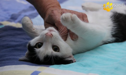 Katze Daisy (Foto by Tiereck.at - Lavanttaler Tierhilfe)