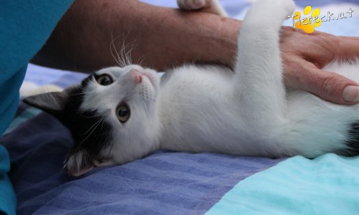 Katze Daisy (Foto by Tiereck.at - Lavanttaler Tierhilfe)