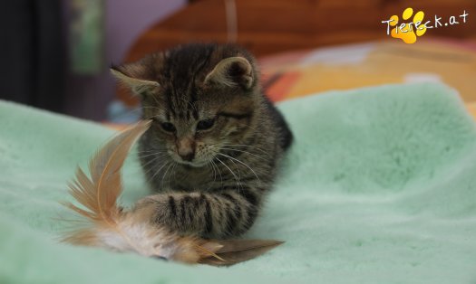 Katze Lucky (Foto by Tiereck.at - Lavanttaler Tierhilfe)