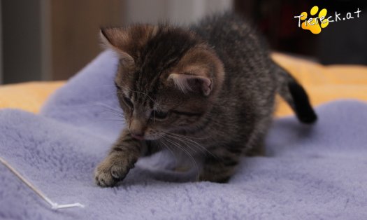 Katze Lucky (Foto by Tiereck.at - Lavanttaler Tierhilfe)