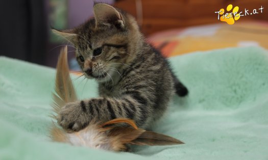 Katze Lucky (Foto by Tiereck.at - Lavanttaler Tierhilfe)