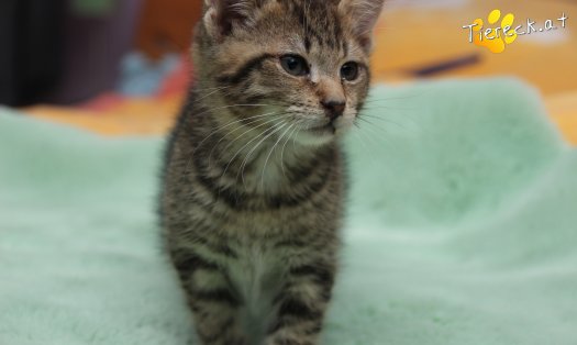 Katze Lucky (Foto by Tiereck.at - Lavanttaler Tierhilfe)