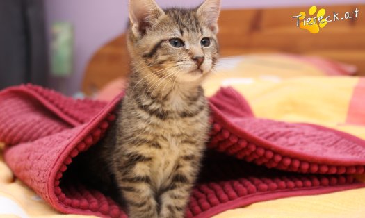 Katze Lucky (Foto by Tiereck.at - Lavanttaler Tierhilfe)