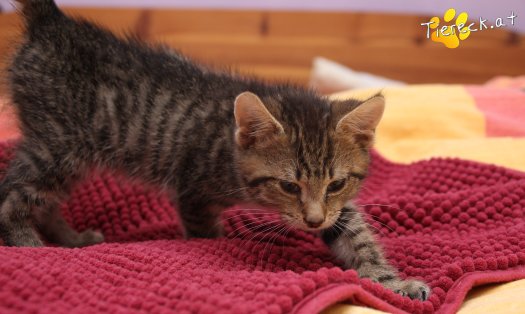 Katze Lucky (Foto by Tiereck.at - Lavanttaler Tierhilfe)