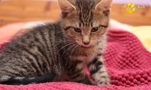 Katze Lucky (Foto by Tiereck.at - Lavanttaler Tierhilfe)