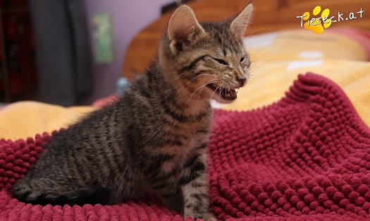 Katze Lucky (Foto by Tiereck.at - Lavanttaler Tierhilfe)