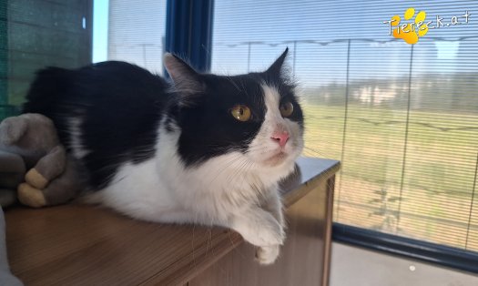 Katze Mila (Foto by Birgit Avar)