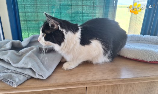 Katze Mila (Foto by Birgit Avar)