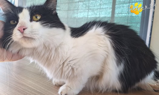 Katze Mila (Foto by Birgit Avar)