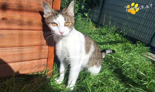 Katze Elena (Foto by Birgit Avar)