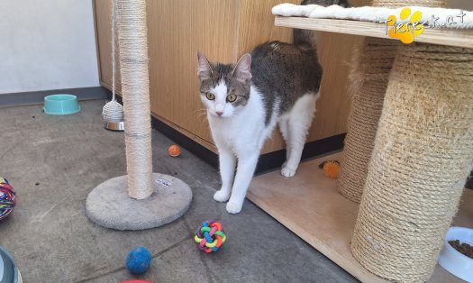 Katze Elena (Foto by Birgit Avar)