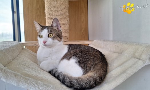 Katze Elena (Foto by Birgit Avar)