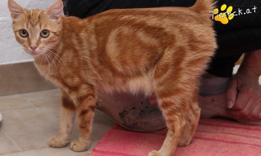 Katze Alexandra (Foto by Tiereck.at - Lavanttaler Tierhilfe)