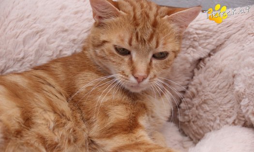 Katze Alexandra (Foto by Tiereck.at - Lavanttaler Tierhilfe)