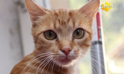 Katze Alexandra (Foto by Tiereck.at - Lavanttaler Tierhilfe)