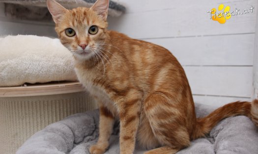 Katze Alexandra (Foto by Tiereck.at - Lavanttaler Tierhilfe)