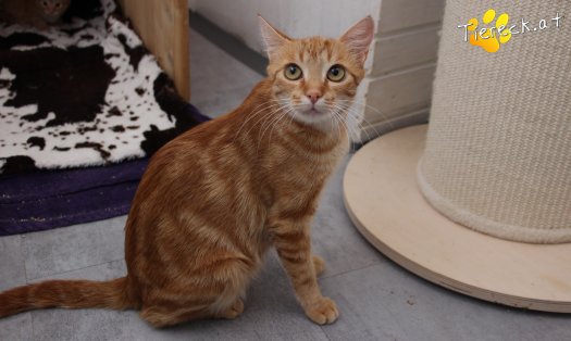 Katze Alexandra (Foto by Tiereck.at - Lavanttaler Tierhilfe)