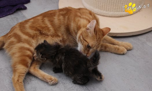 Katze Alexandra (Foto by Tiereck.at - Lavanttaler Tierhilfe)
