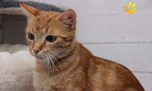 Katze Alexandra (Foto by Tiereck.at - Lavanttaler Tierhilfe)