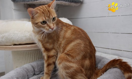 Katze Alexandra (Foto by Tiereck.at - Lavanttaler Tierhilfe)
