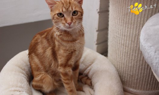 Katze Alexandra (Foto by Tiereck.at - Lavanttaler Tierhilfe)