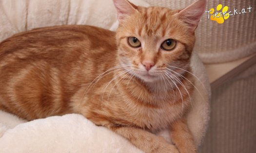 Katze Alexandra (Foto by Tiereck.at - Lavanttaler Tierhilfe)