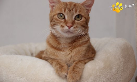Katze Alexandra (Foto by Tiereck.at - Lavanttaler Tierhilfe)