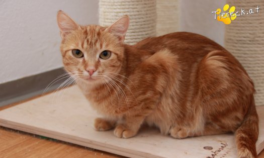 Katze Alexandra (Foto by Tiereck.at - Lavanttaler Tierhilfe)