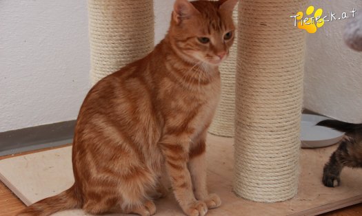 Katze Alexandra (Foto by Tiereck.at - Lavanttaler Tierhilfe)