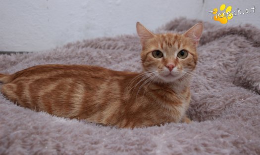 Katze Alexandra (Foto by Tiereck.at - Lavanttaler Tierhilfe)