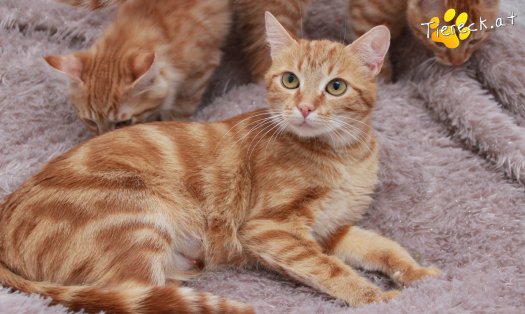 Katze Alexandra (Foto by Tiereck.at - Lavanttaler Tierhilfe)