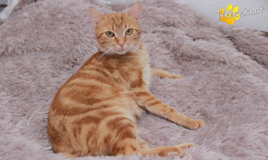 Katze Alexandra (Foto by Tiereck.at - Lavanttaler Tierhilfe)