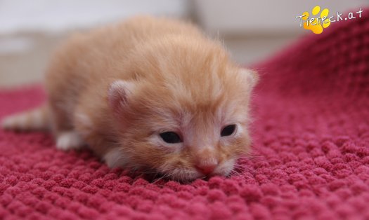 Katze Napoleon (Foto by Tiereck.at - Lavanttaler Tierhilfe)