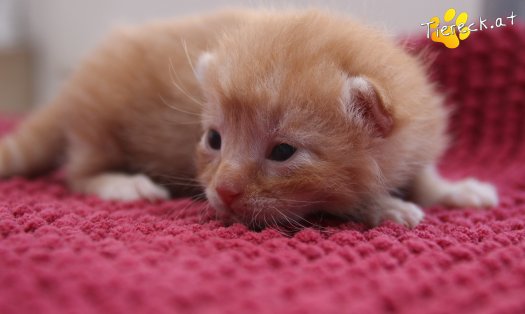 Katze Napoleon (Foto by Tiereck.at - Lavanttaler Tierhilfe)