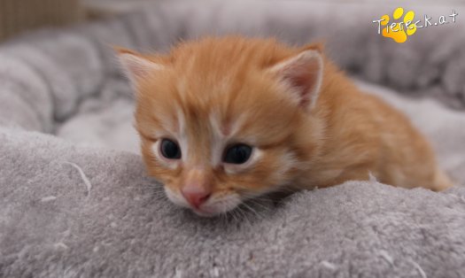 Katze Napoleon (Foto by Tiereck.at - Lavanttaler Tierhilfe)