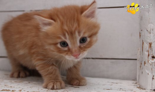 Katze Napoleon (Foto by Tiereck.at - Lavanttaler Tierhilfe)
