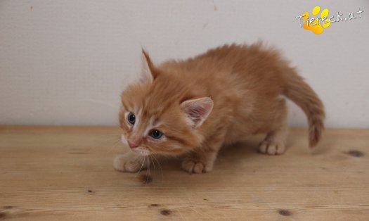 Katze Napoleon (Foto by Tiereck.at - Lavanttaler Tierhilfe)