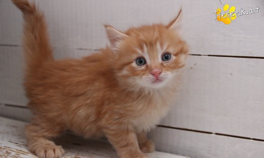 Katze Napoleon (Foto by Tiereck.at - Lavanttaler Tierhilfe)