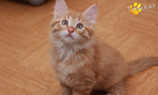Katze Napoleon (Foto by Tiereck.at - Lavanttaler Tierhilfe)